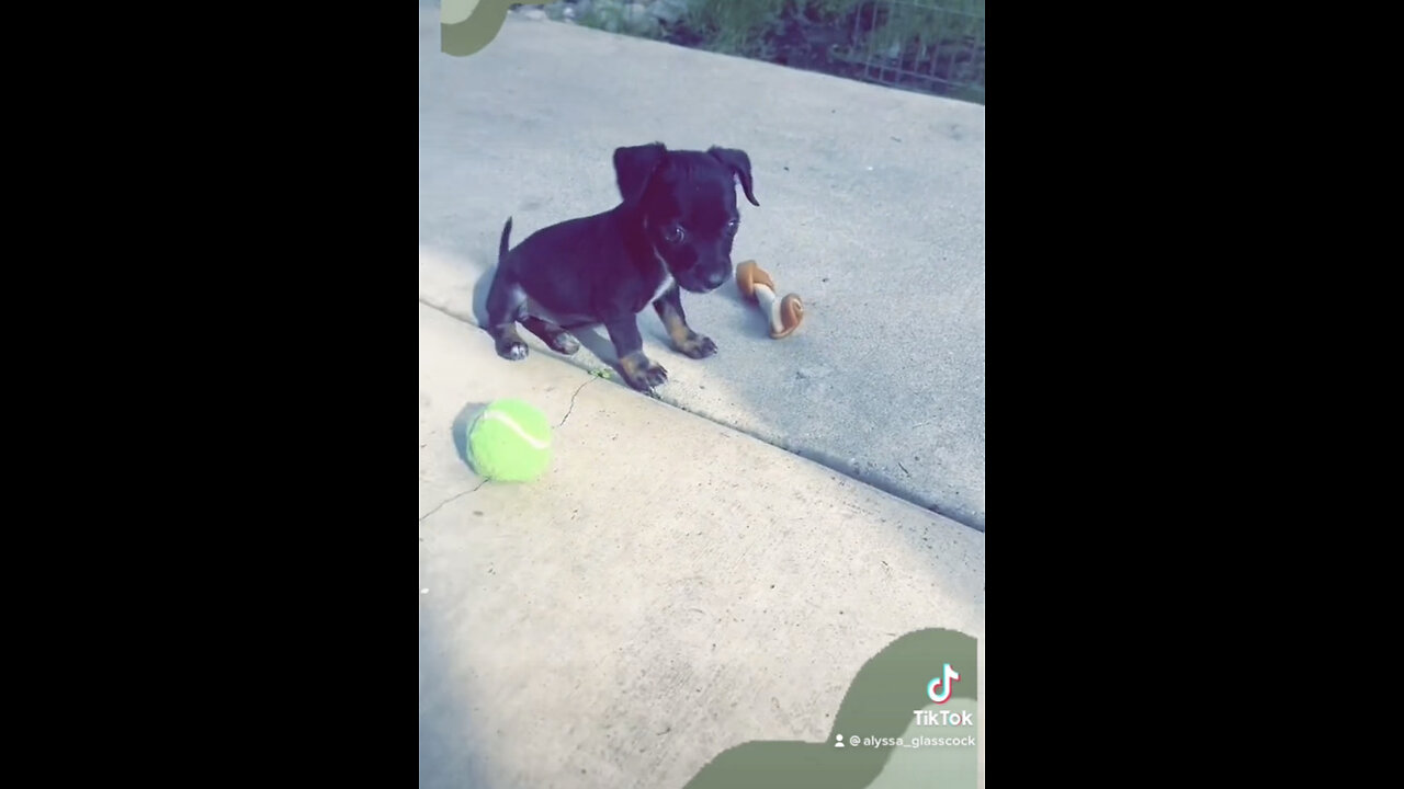 Cutest Puppy EVER