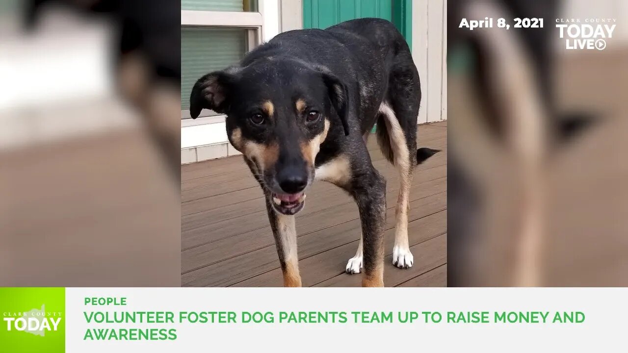 Volunteer foster dog parents team up to raise money and awareness