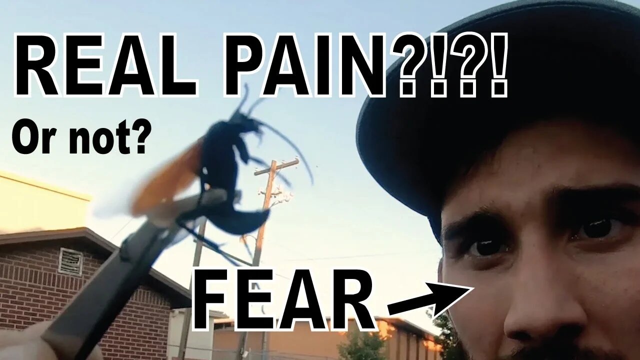 Stung by a Tarantula Hawk!