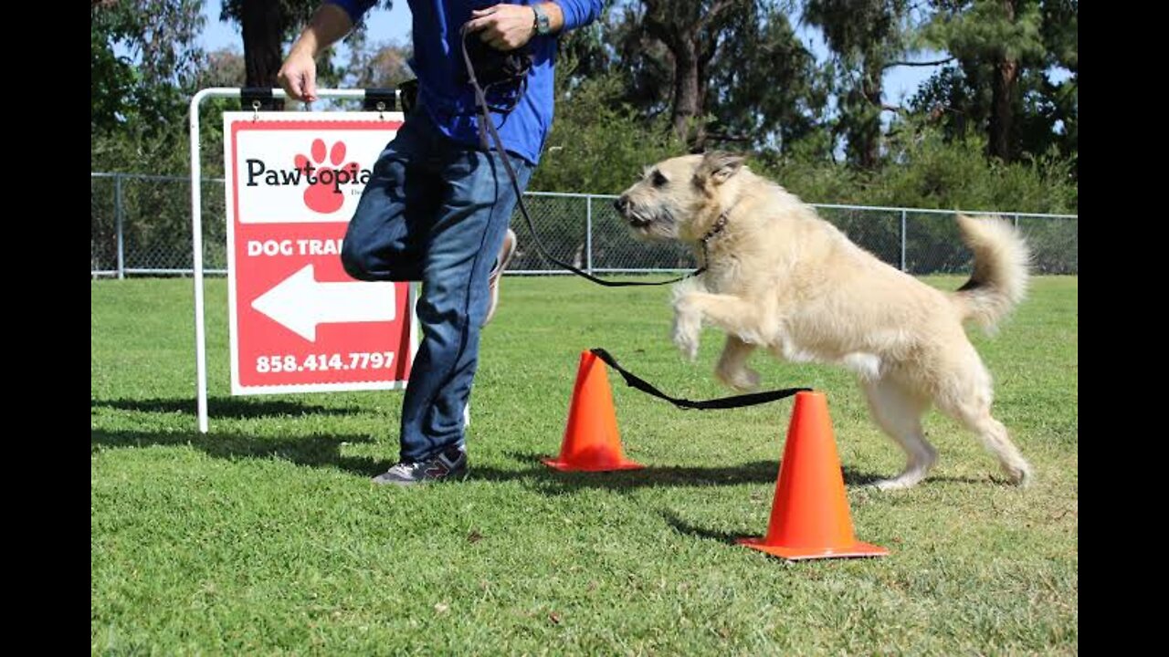 ONLINE Dog Training! Step by Step !!!! Easy and Fast!