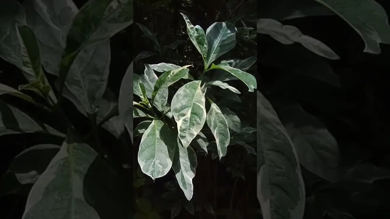 Do you know the name