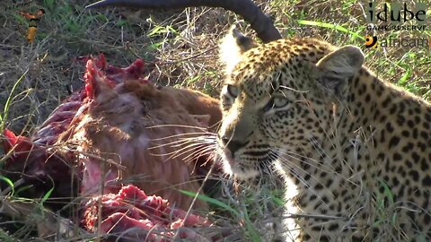 Female Leopard Has An Impala For Breakfast