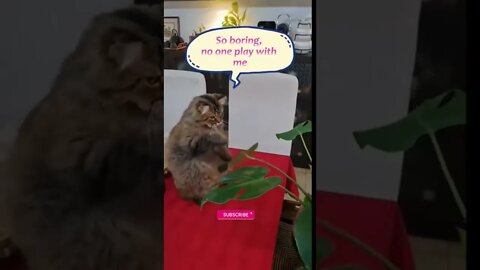 funny cat videos | cute cat videos| cute animals funny cats #shorts #shortsfunny #cutecat #funnycat