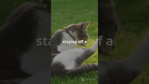 Why do cats wash themselves often? Facts about cats!