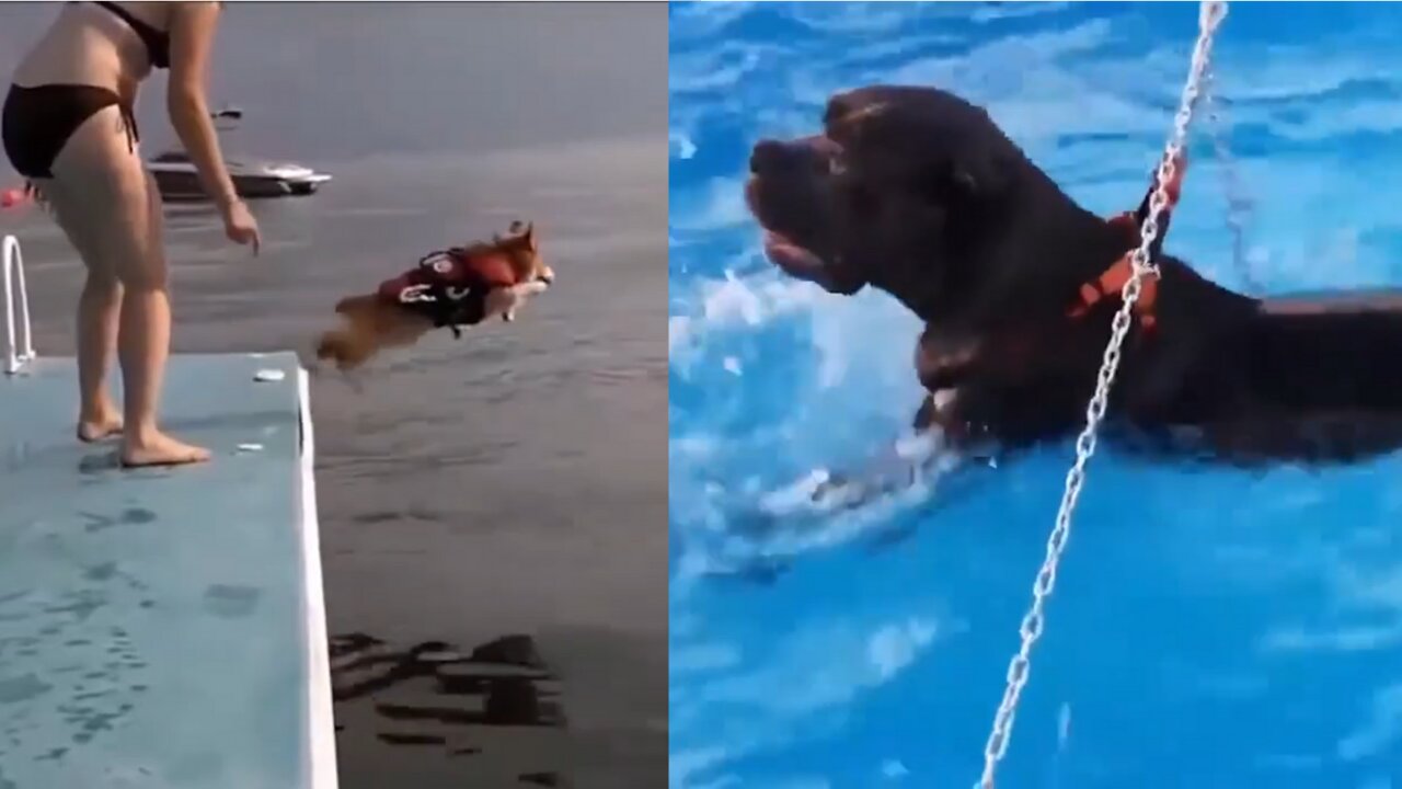 Great Dane Has Hysterical Hissy Fit After Mom Doesn't Let Him Go Swimming