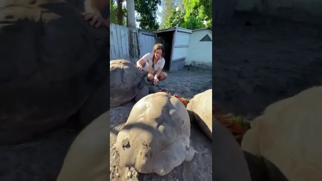 104 years old Galapagos tortoises🐢 they can live over 200 years and get well over 1000 pounds