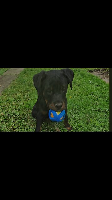 Big And Tall Rottweiler Puppy 🐶