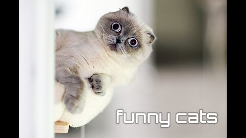 Funny cats