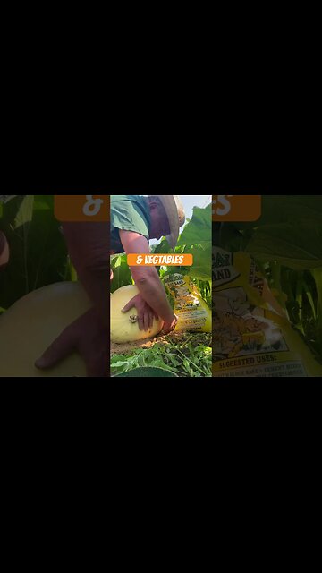 Sand bagging Fruits & Vegetables Bubba pumpkin