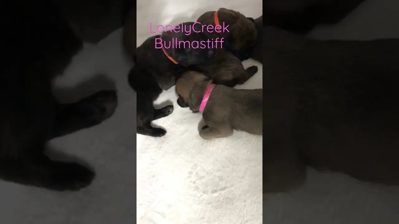 One wk old puppies #bullmastiff