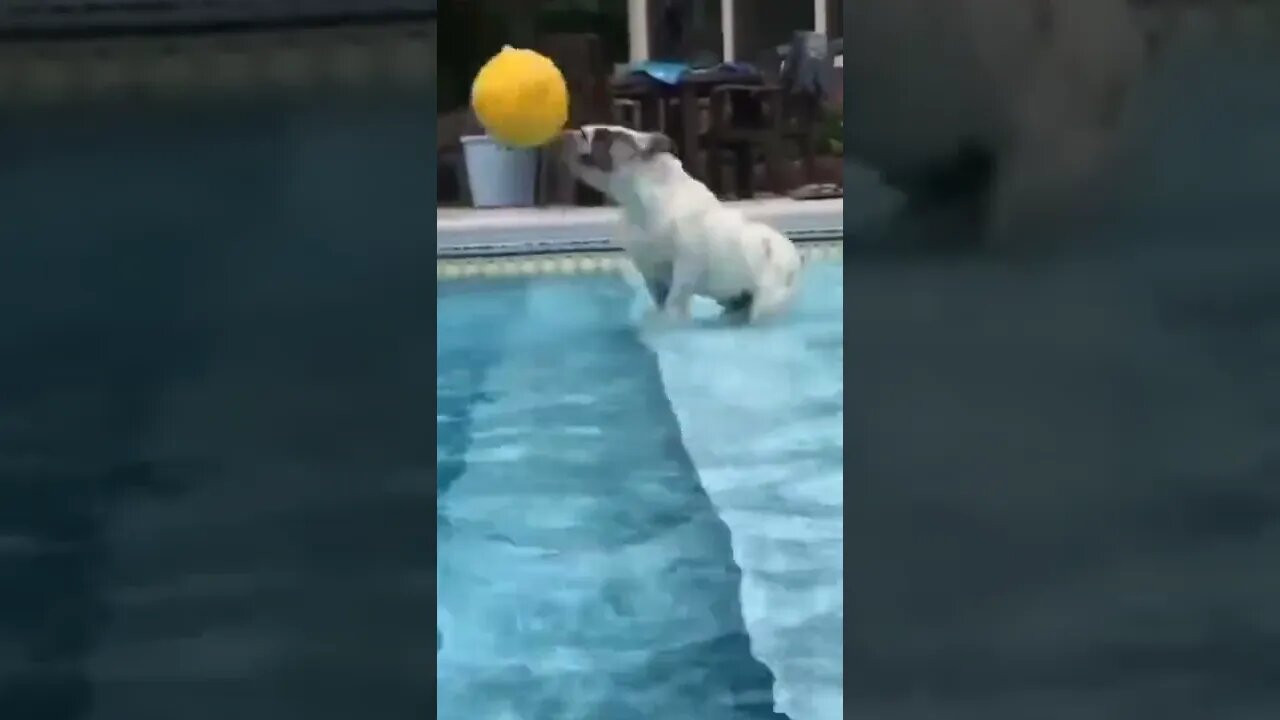 Bulldog Plays Ball in the Pool #shorts
