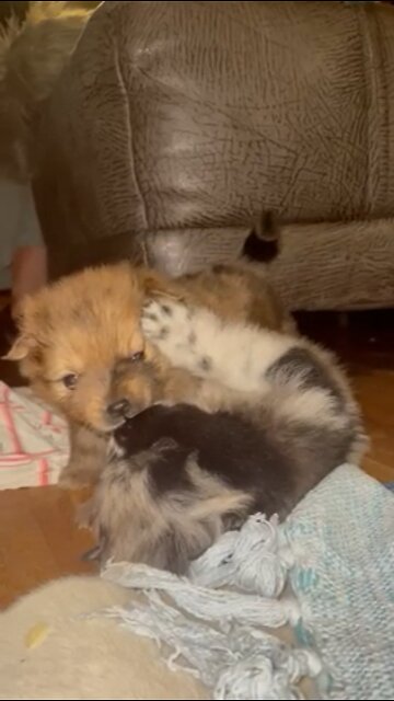 puppy brother and sister playing with one another