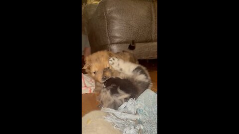 puppy brother and sister playing with one another