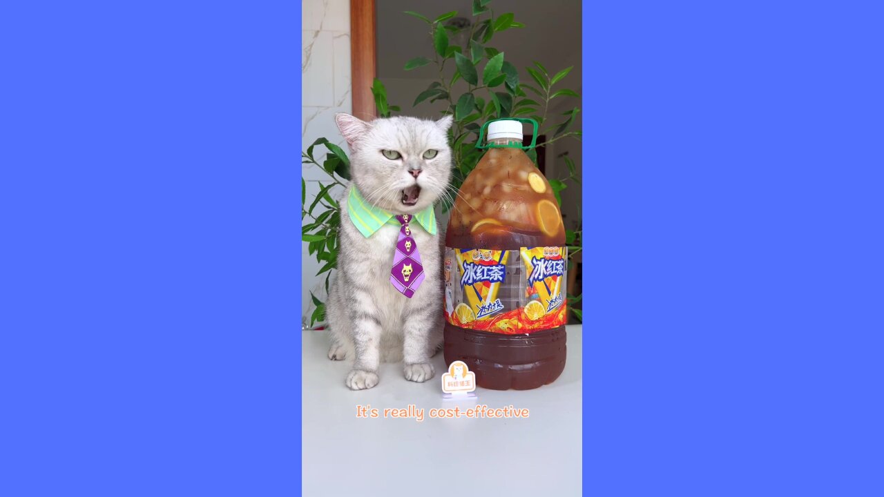 ❤️‍🔥 Make Your Iced Red Tea Dreams Come True! 🍹 #Cooking #Cat #Shorts #ASMR #Viral #Video 😀❤️