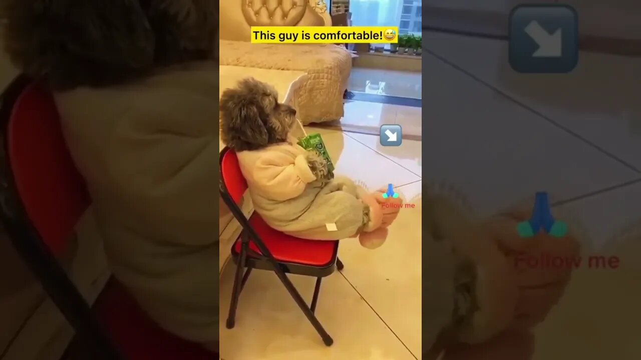 #shorts Смешные Собаки Из Тик Тока 29 Funny Dogs From Tiktok