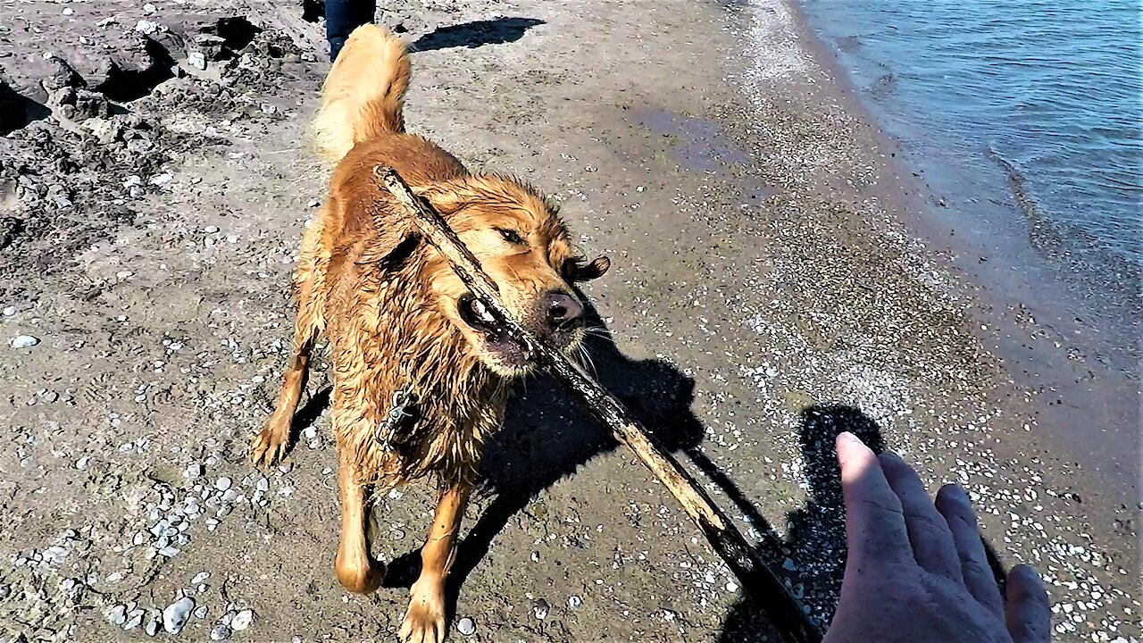 Mischievous dog fetches stick then shakes water on his owner