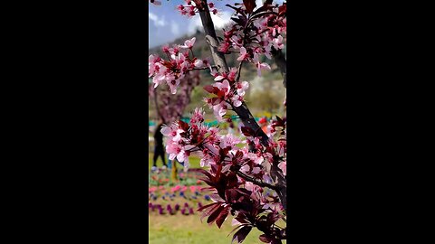 Tulip Garden Kashmir 🥰