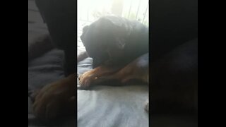 Rottweiler Cleaning#Shorts #rottweiler😍💖💜💛