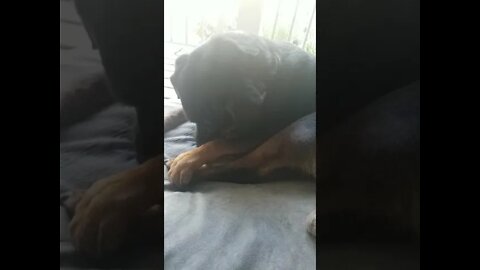 Rottweiler Cleaning#Shorts #rottweiler😍💖💜💛