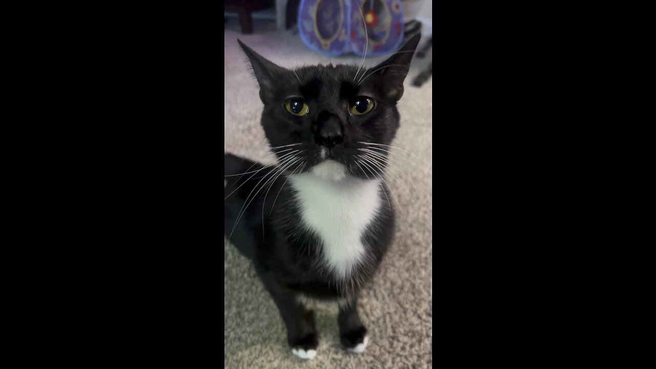 Adorable Tuxedo Cat