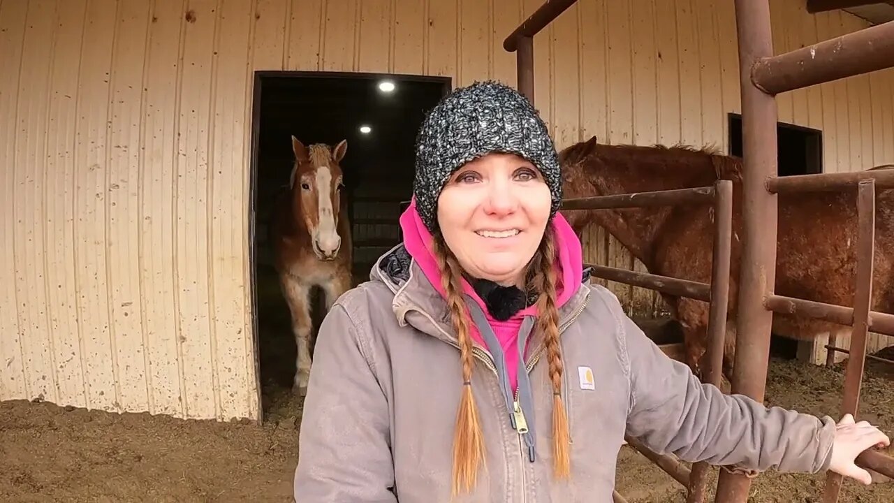 Eye injury with one of our rescued Belgian Draft Horses, Veterinarian visit and eye staining test