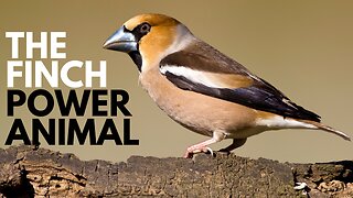 Finch Power Animal