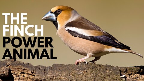 Finch Power Animal