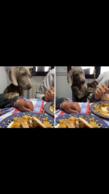 Hungry dog aggressively begs for some scraps