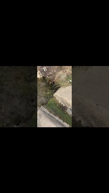 Dried Up Pond = Algae Bloom