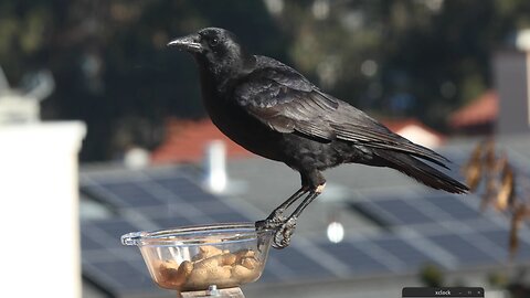 crows, scrub jays truce take turns CANON R6II EF 300mm F4 L in 4k