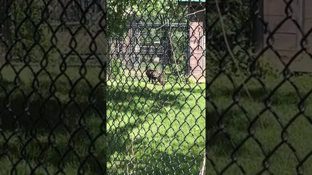 Big Fluffy Black and Red Foxes