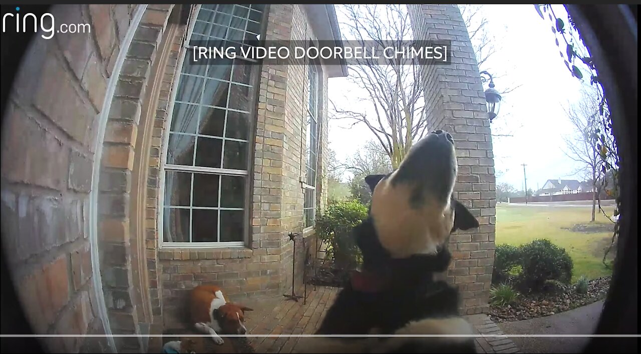 Family Dogs Learn to Use Ring Video Doorbell to Get Owner’s Attention | RingTV