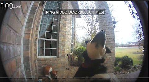 Family Dogs Learn to Use Ring Video Doorbell to Get Owner’s Attention | RingTV