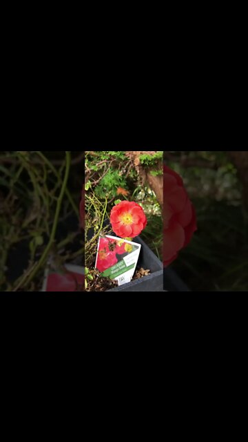 Mango Rosy and the pussy cats