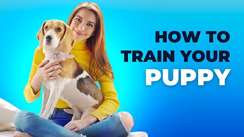 🐕 Basic Dog Training – Top Essential Commands Every Dog Should Know!