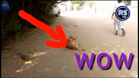 Funny dogs pranks | funny dogs barking and howling compilation