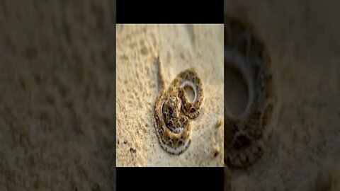 saw scaled viper snake