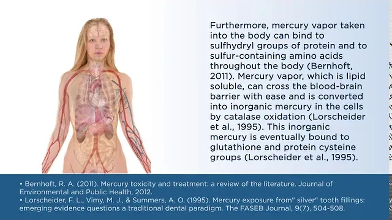 Mercury Exposure and the Human Body