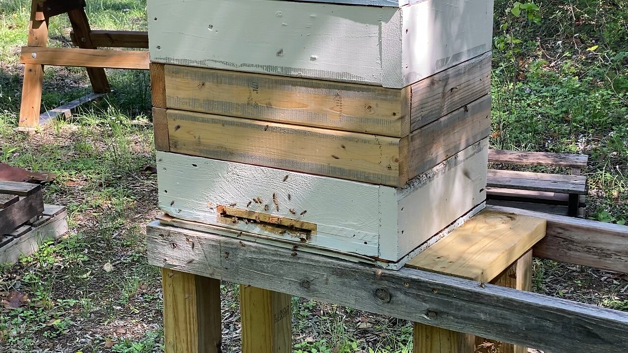 Splitting my 3 mature hives 3/20/24