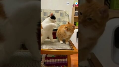 cute cat videos 😹 funny videos 😂 488 😻