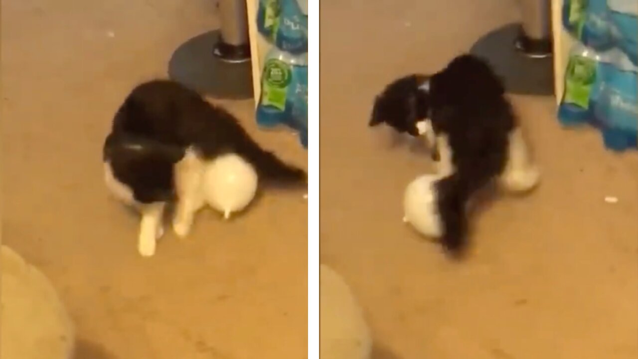 Cat Got A Ballon Stuck Between It's Legs Get's Annoyed
