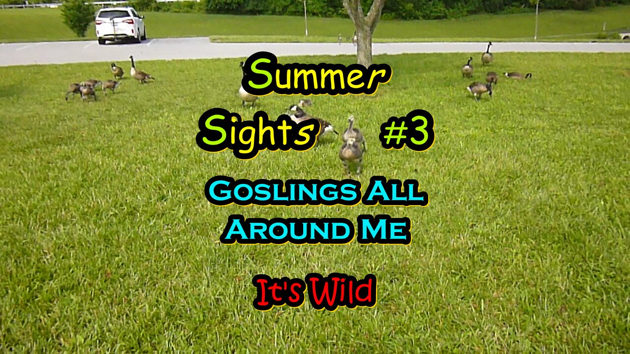 Summer Sights #3 “Goslings All Around Me”