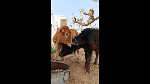 Village life in India