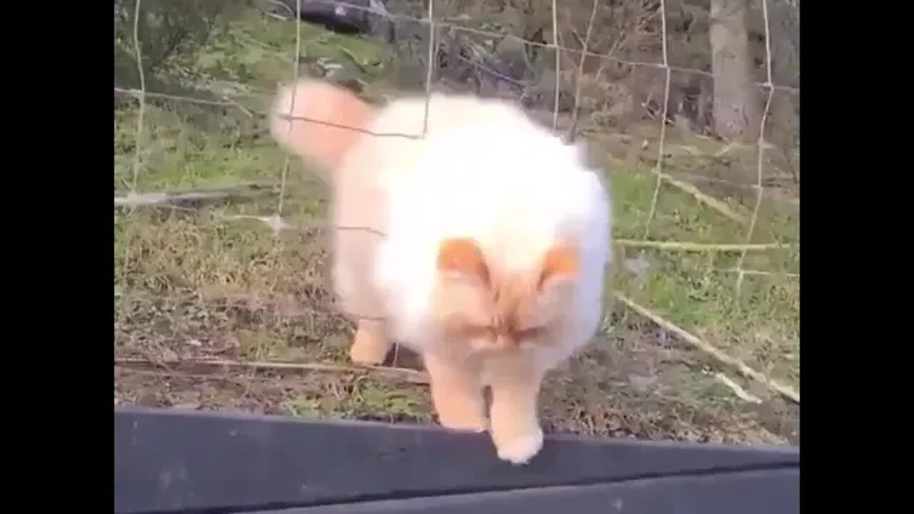 escaping cat
