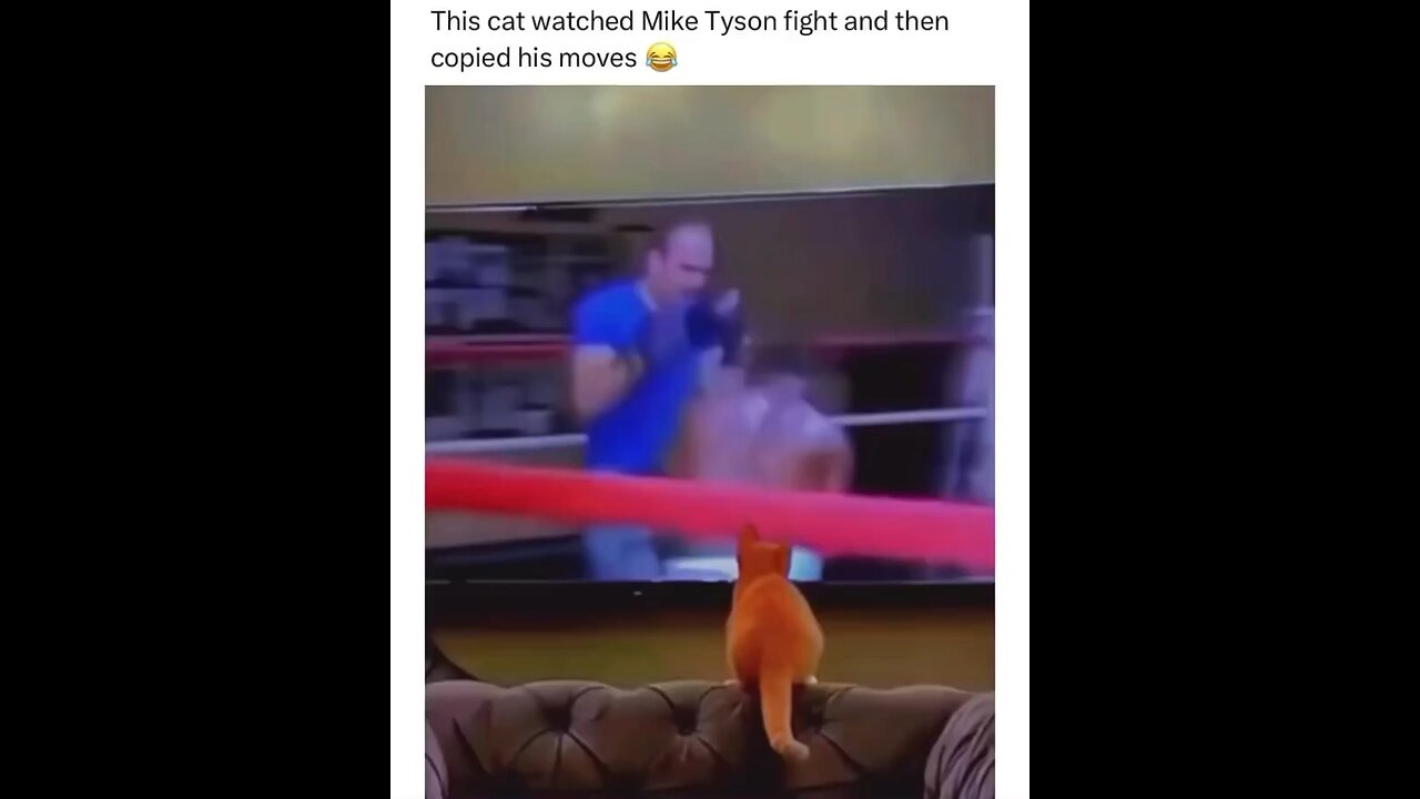 Cat Trained By Mike Tyson