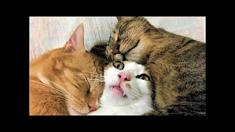 Funny animals - Funny cats dogs - Funny animal videos