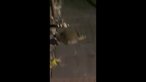 Baby raccoons