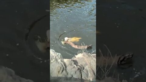 I hit the jackpot guys…it’s a whopper! 😳😂🦮