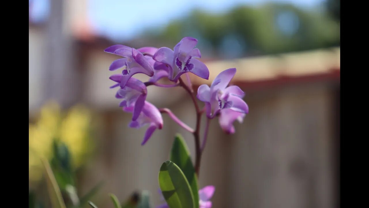 Growing Dendrobium Kingianu outdoor. (Fun and rewarding)