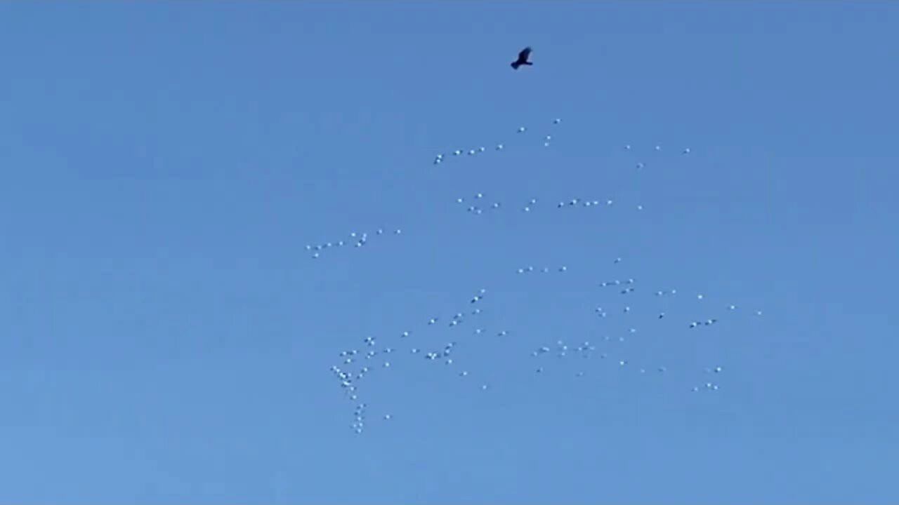 Geese formation hit thermals